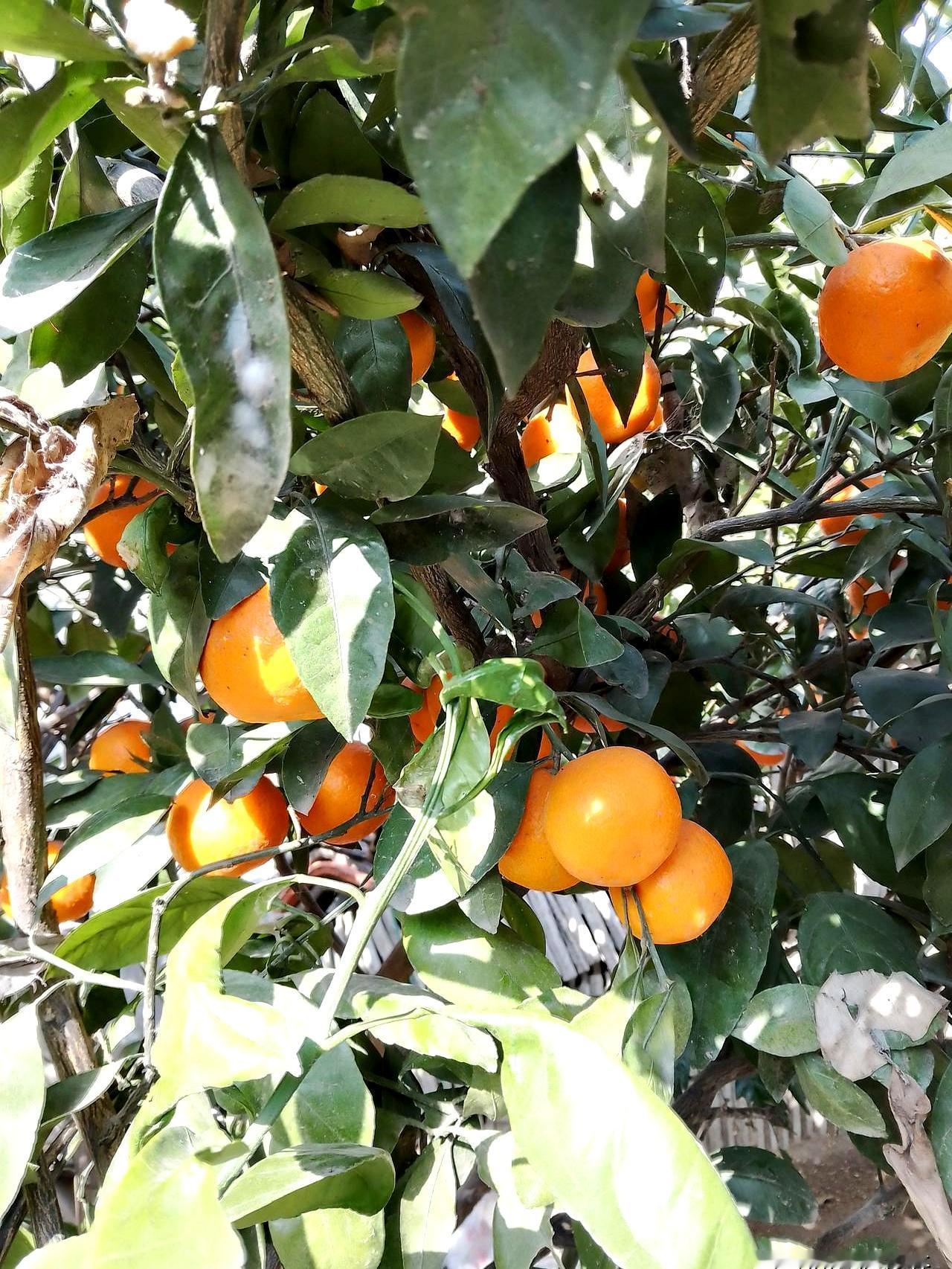 都说养儿防老——回家过年才听说，老公那边一位四十出头的亲戚，赌瘾把几十万输得精光