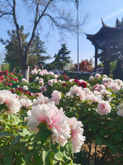 五律 .  赏花遐思

檐下凭栏看，
繁花簇锦欢。
夜来风雨袭，
晓径落英残。