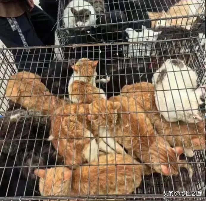 近日，淮安警方根据举报成功截获一辆装载800只活体猫咪的非法运输车辆，涉案人员孙