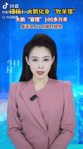 内蒙古，一男子因为家中两只大鹅的关系不好，就把其中一只大鹅养在羊圈里，跟羊一起生