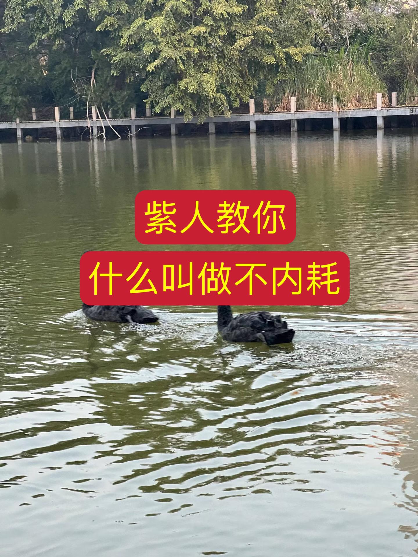 紫人：你说什么？内耗？