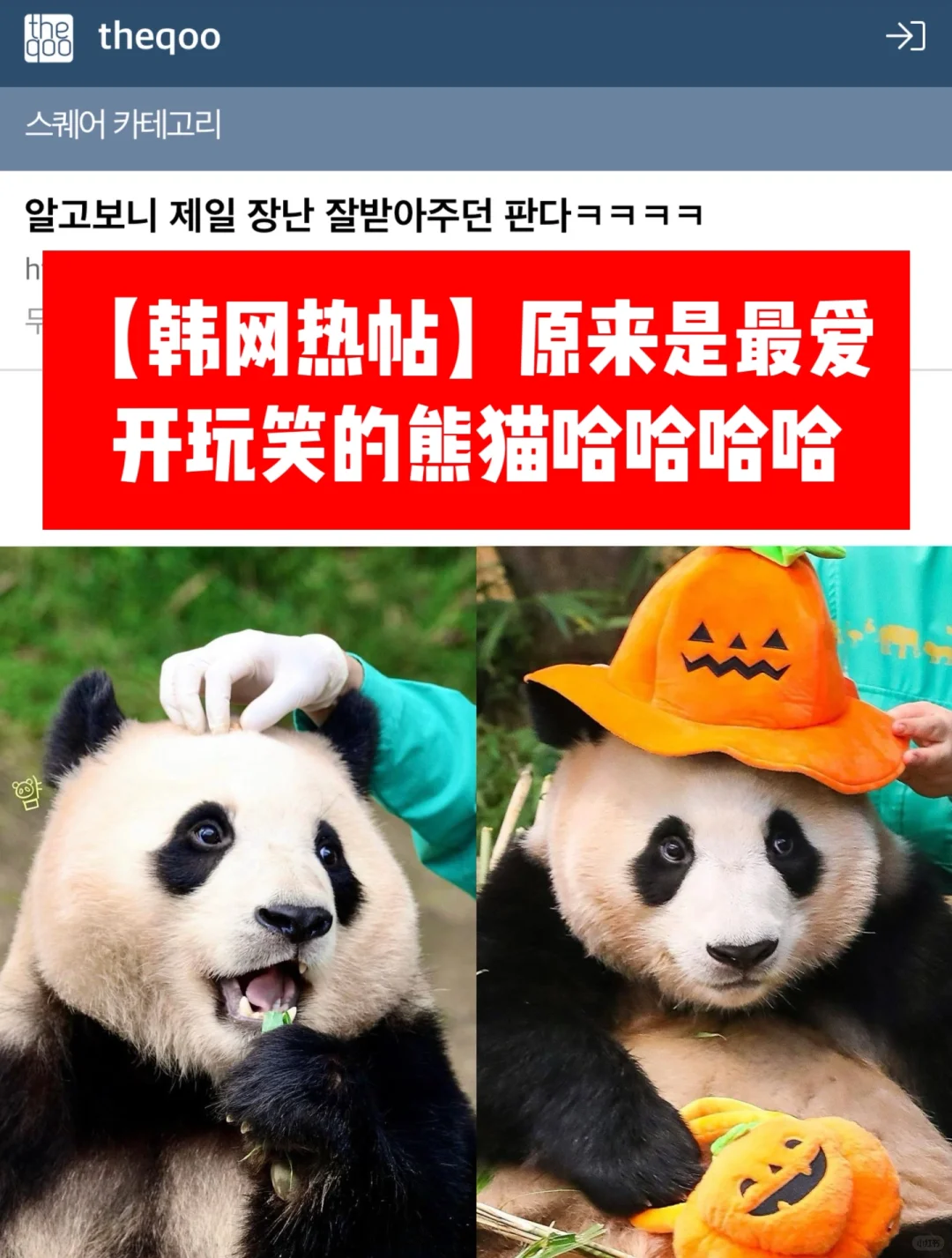 🔥韩网热帖｜原来是最爱开玩笑的熊猫哈哈哈