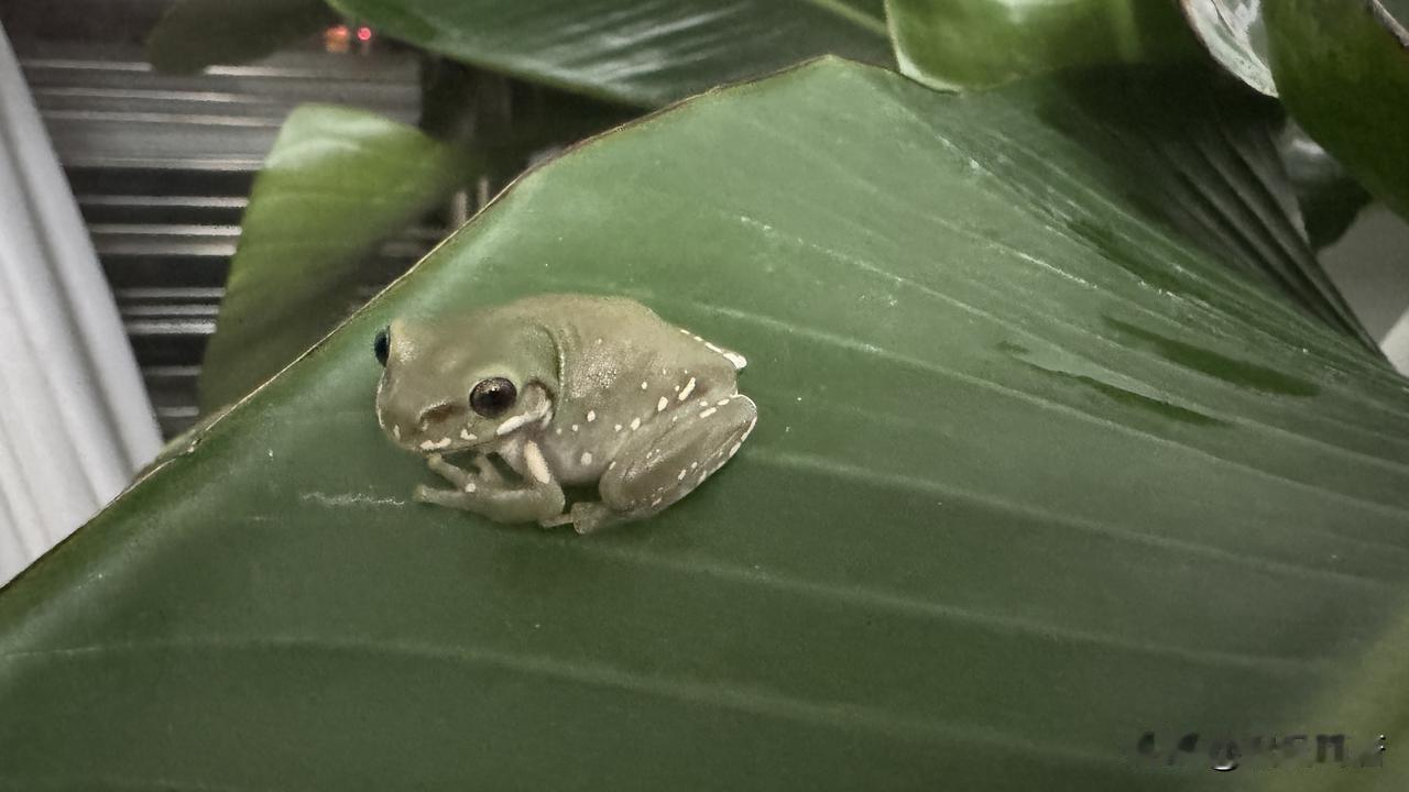 分享我这周有趣的事：我养了一只“旅行🐸”，为了不让它当井底之🐸，我选择给它散