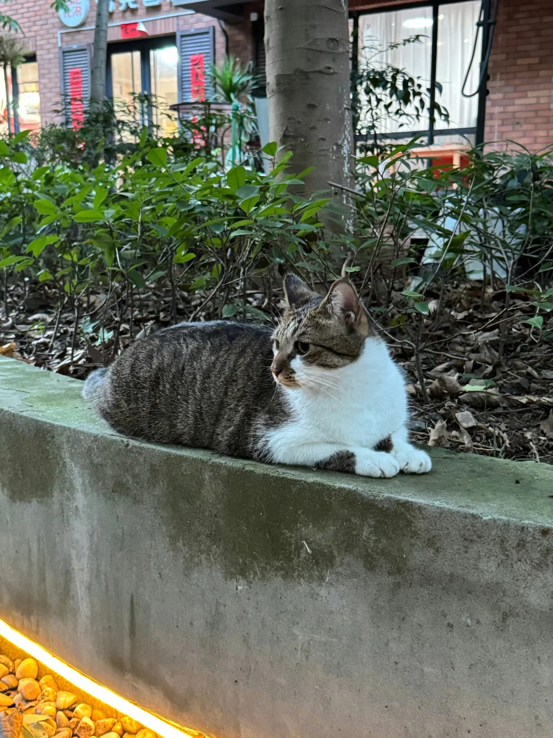 我的猫猫好像在看我