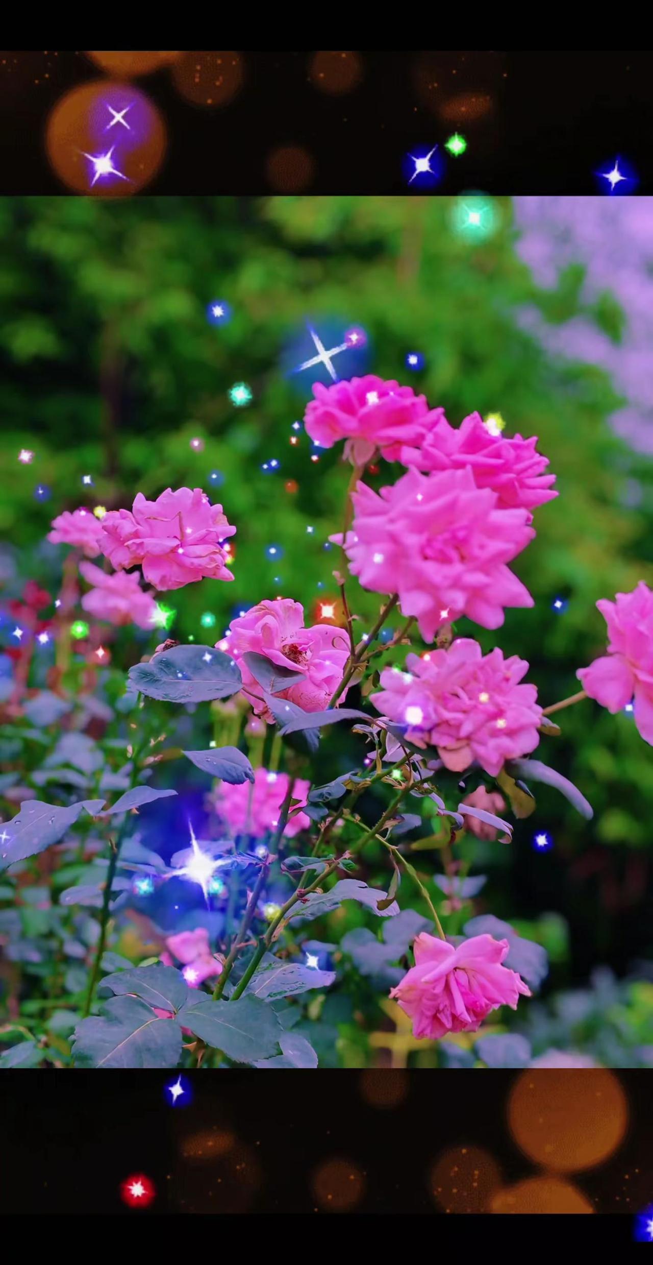 拍花治愈系 治愈系月季花