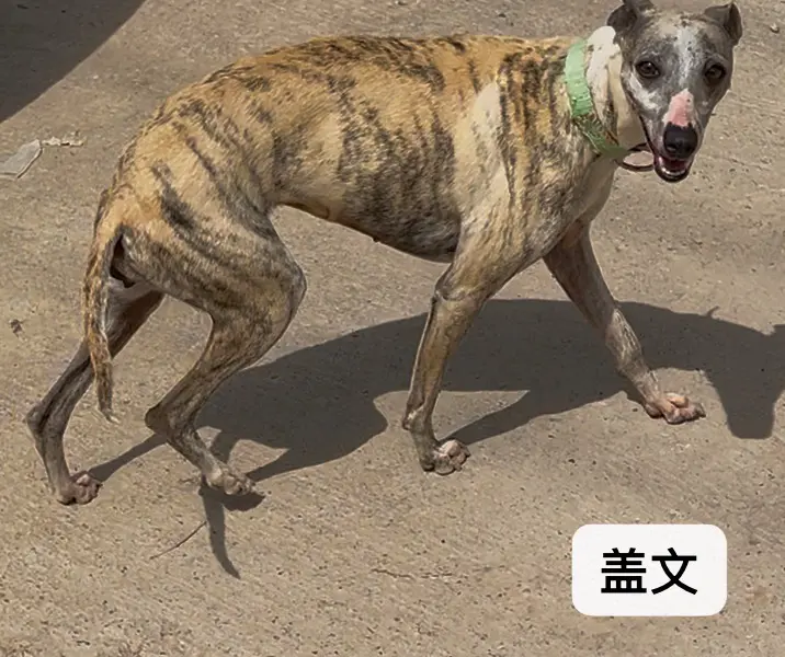 老版惠比特 母 盖文