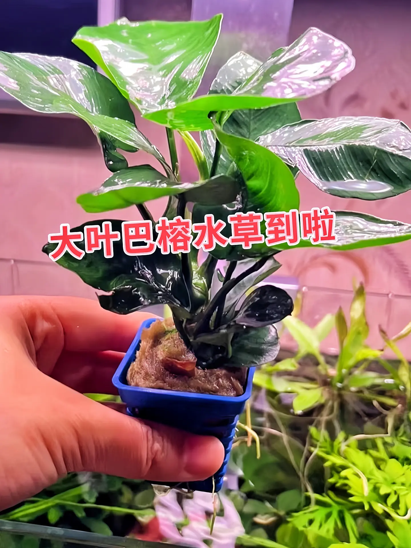 通过光合作用释放氧气，增加水中溶氧量，为鱼儿提供更充足的氧气；吸收水中...