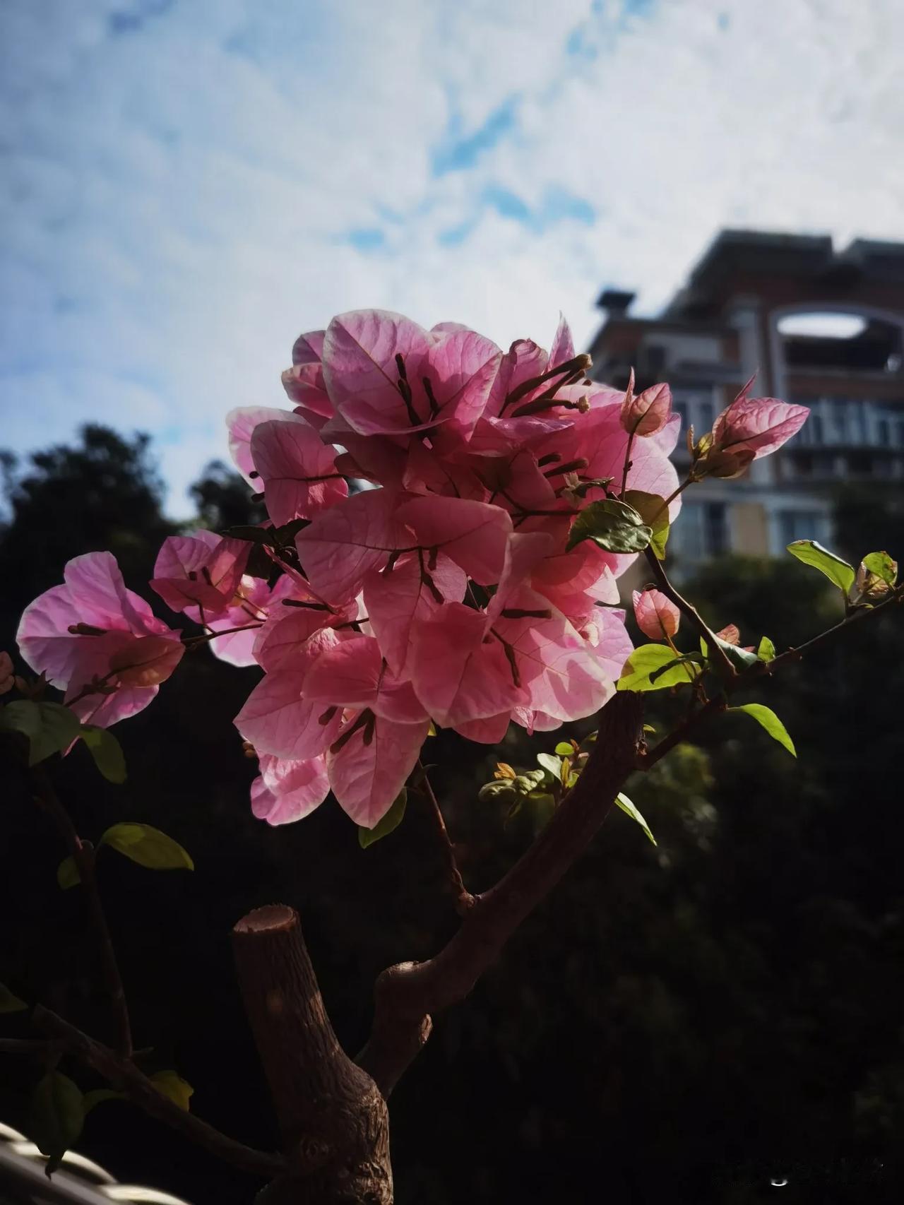 阳台上的三角梅，粉红色的甜蜜，很有韵味。这几年，爱上三角梅，每次见章红樱，绿樱都