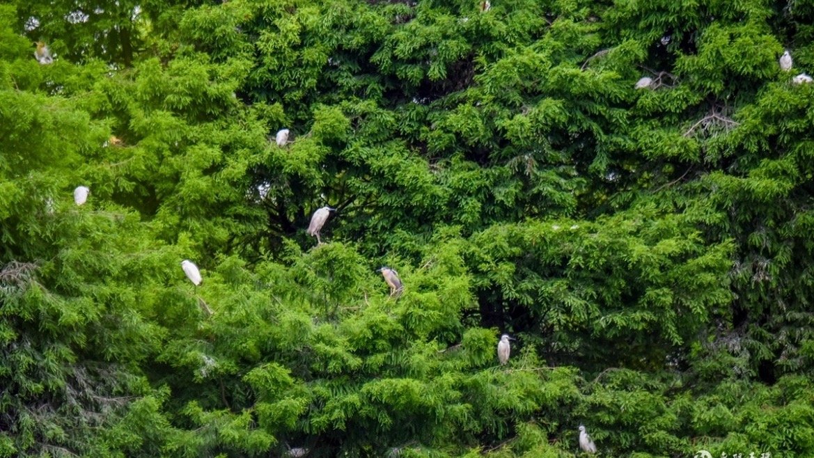 台州玉环湿地上千只候鸟破壳 羽翼尝试第一次飞翔。三千余亩湿地沃土，三百余种飞鸟栖