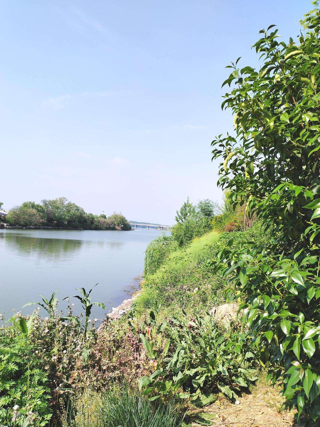 春日生活打卡季，今天出门上街溜达溜达，看到街边春日美景，就随手拍下春日景色，记录