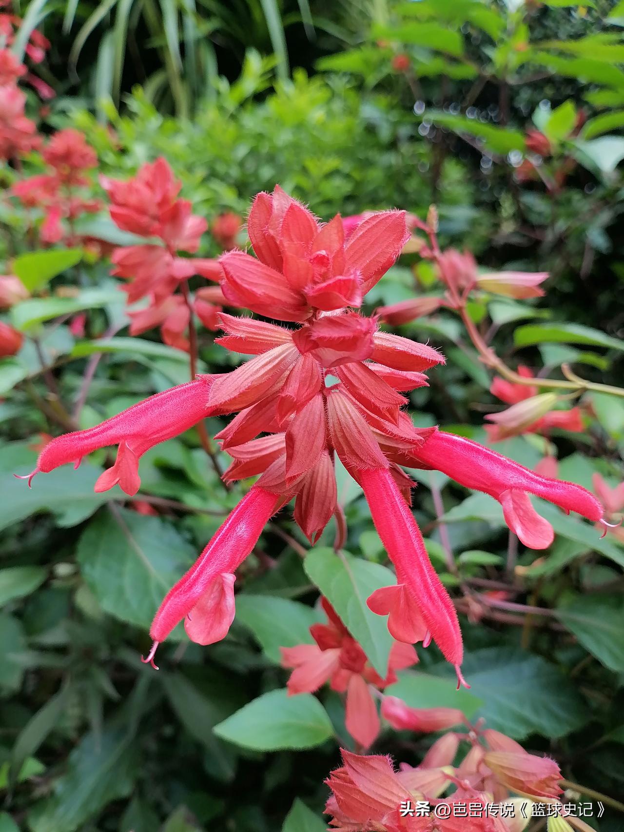 分享一张拍摄的花