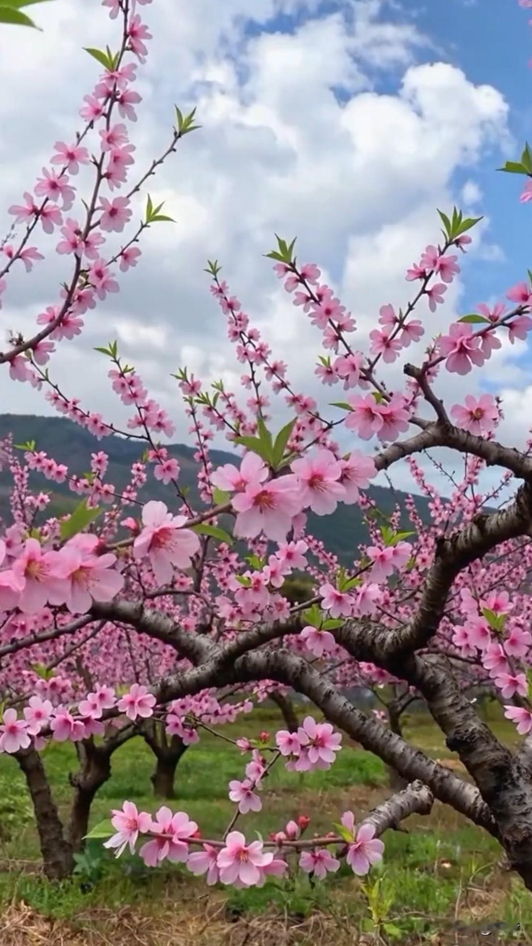 我们终其一生都在追问意义，而读书，是最朴素、最长久、最不辜负人的答案！
 
读书
