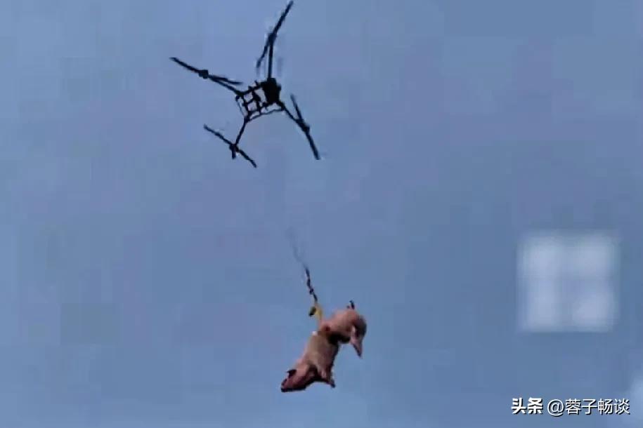用无人机吊几百斤猪“飞天”上山？清明祭祖涨见识！
清明上山祭祖，几百斤的猪羊，山