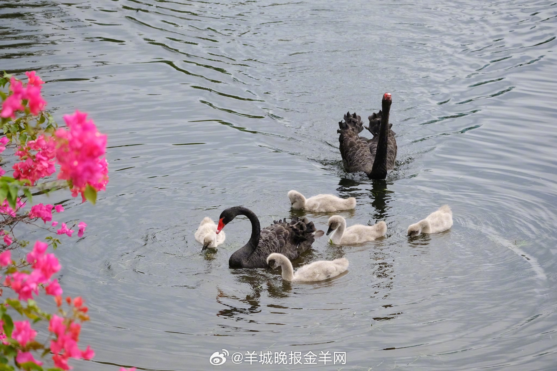 #晚安#勇敢从来不是不会感到害怕，而是即便害怕也愿意直面挑战。相信我们都能在一次