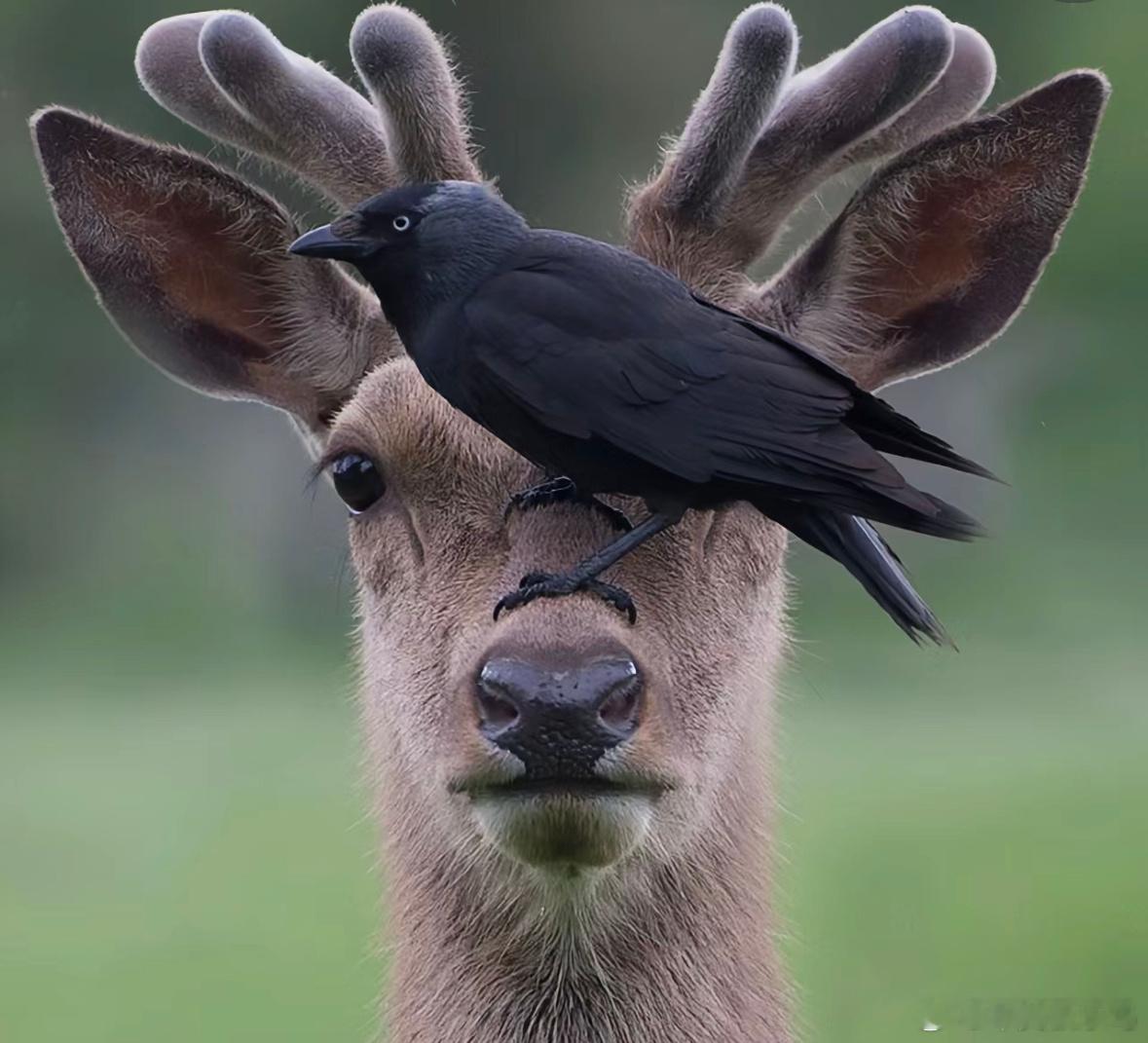 寒鸦在小鹿身上找虱子 ​​​