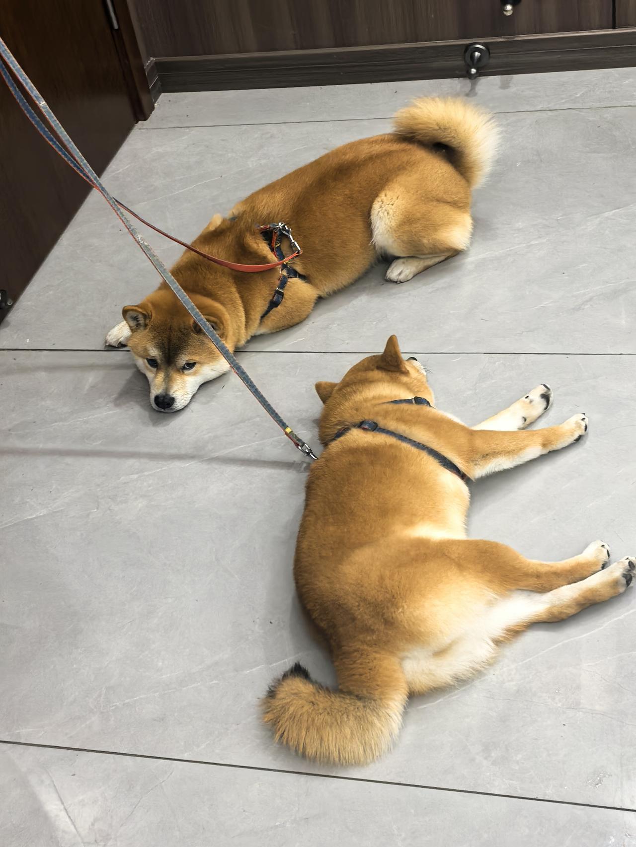 晒图笔记大赛毛绒绒的狗尾巴，油光发亮的毛色，这柴狗子养的好，主人不错！[赞][赞