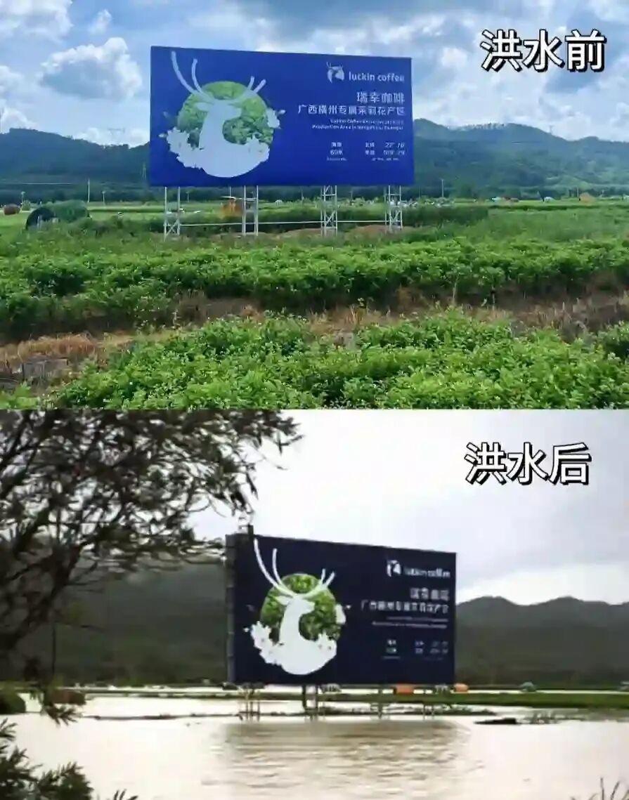 50块一斤的茉莉花，有钱也买不到。
收购商范大姐灾前每天收4万斤花，昨天只收了1