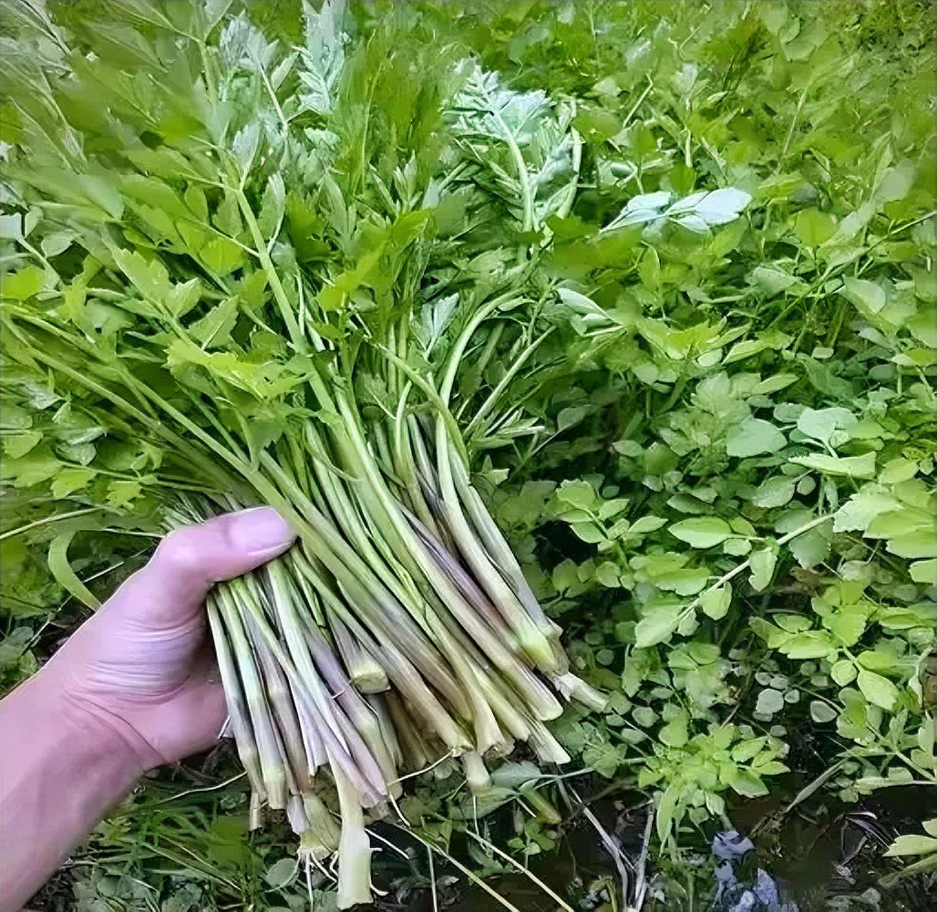 山野菜变“金篮子”：乡村振兴的绿色密码

在乡村振兴的浪潮中，山野菜正悄然成为农