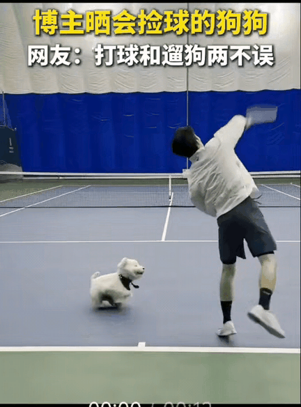 太惊喜了！男子带着自家西高地小狗到网球场玩耍，原本只是打算自己练球，让小狗在旁边