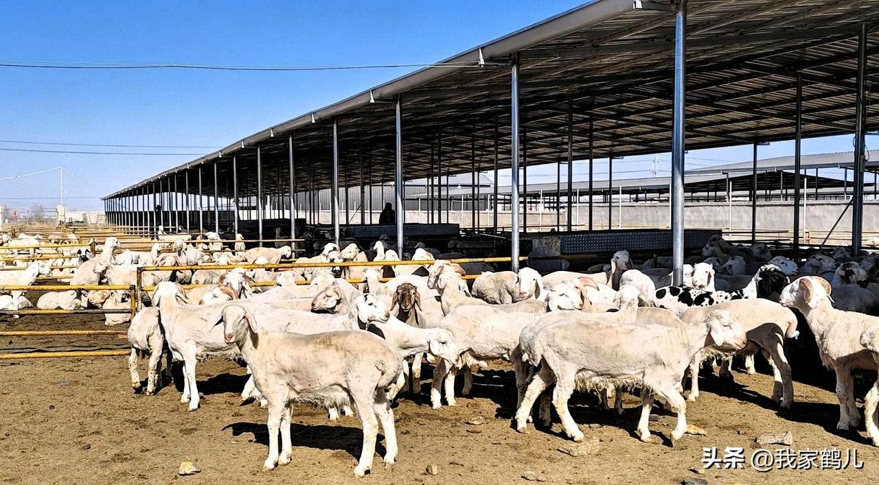 记录我的2026甘肃省武威市古浪县西靖镇养殖示范小区，从一家一户的分散养殖到规模