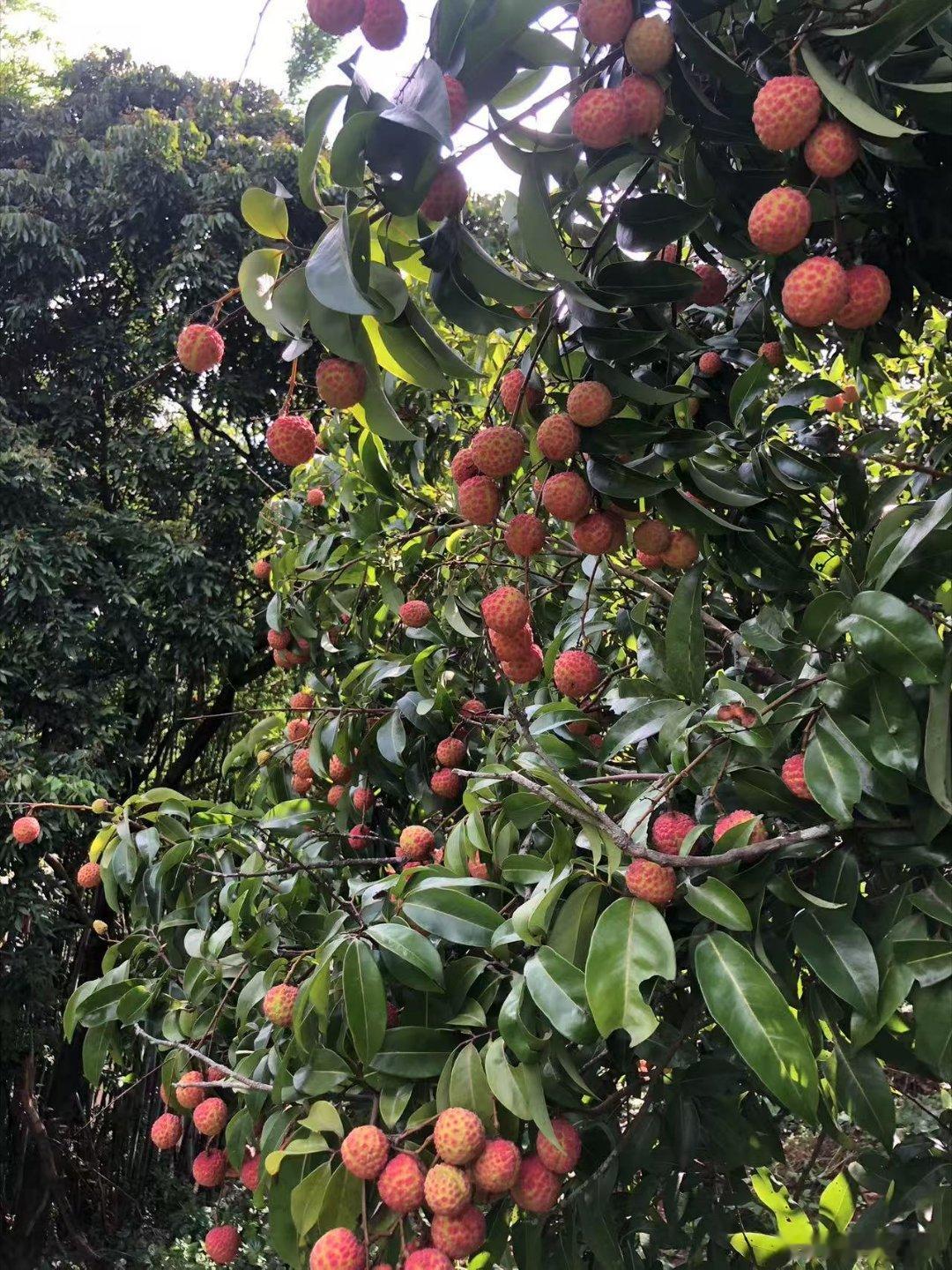 因为分布局限体质矫情，荔枝从来都不是大众广普消费品，就算有杨贵妃代言，即便现在冷
