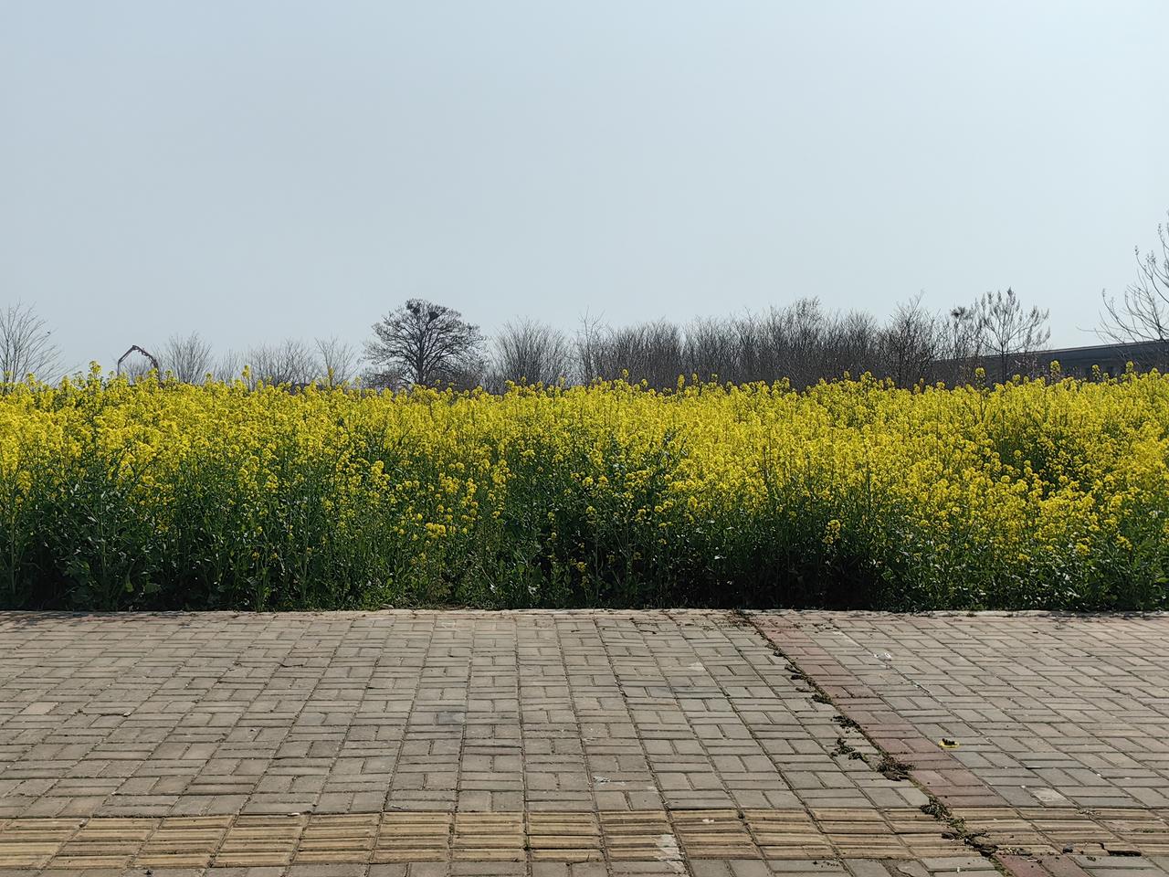 春华秋实，顺势而为，不负韶华。[送自己一朵花][送自己一朵花][送自己一朵花][