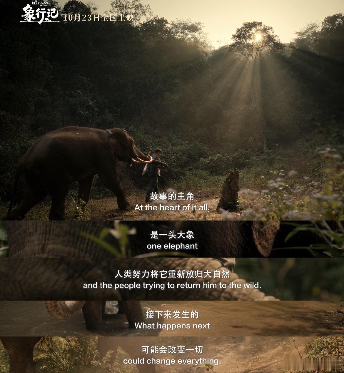 电影象行记定档 谁直接搓手期待！IMAX镜头直接把云南热带雨林搬影院里，看短鼻家