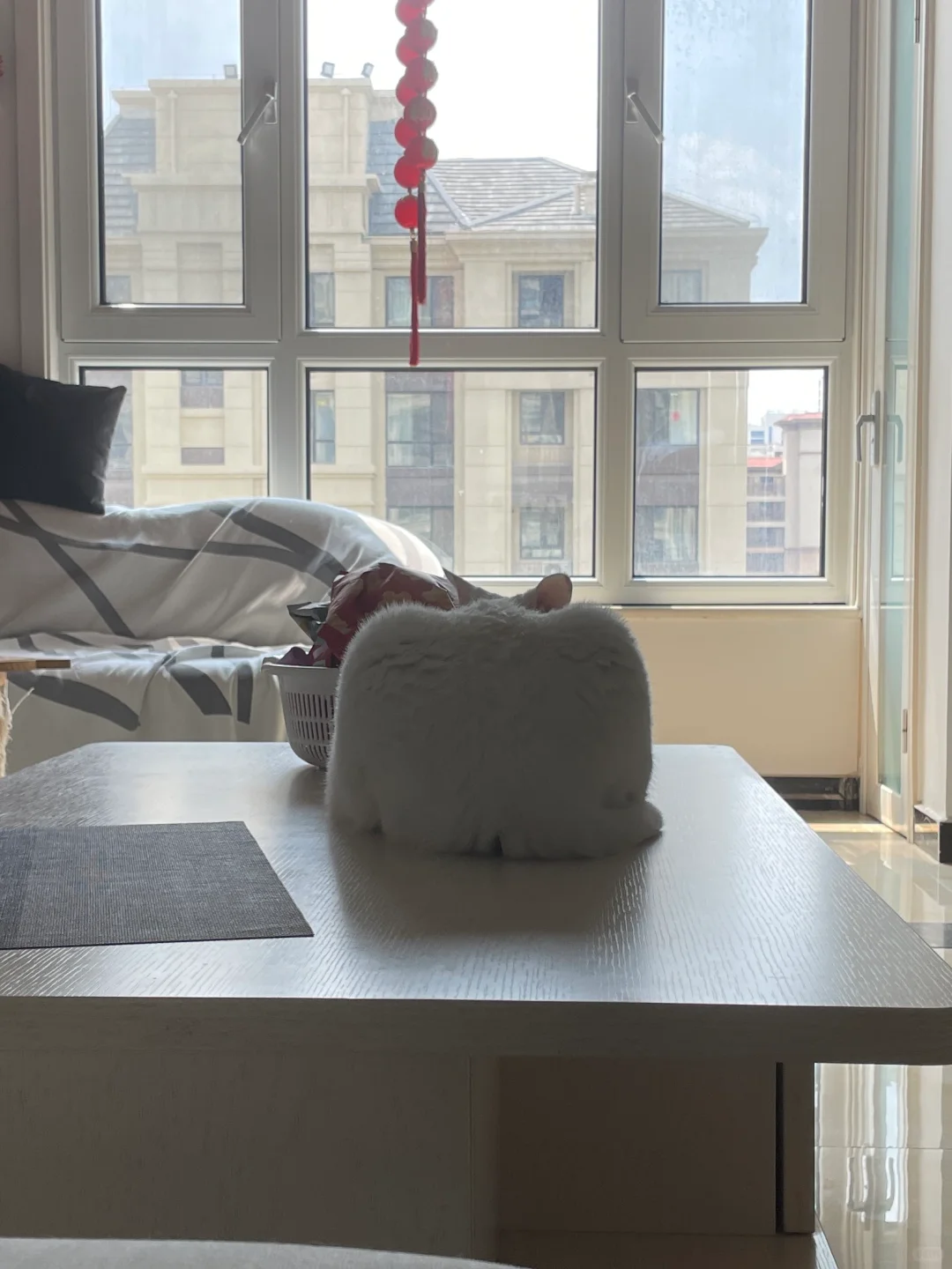 猜猜我养的是什么？