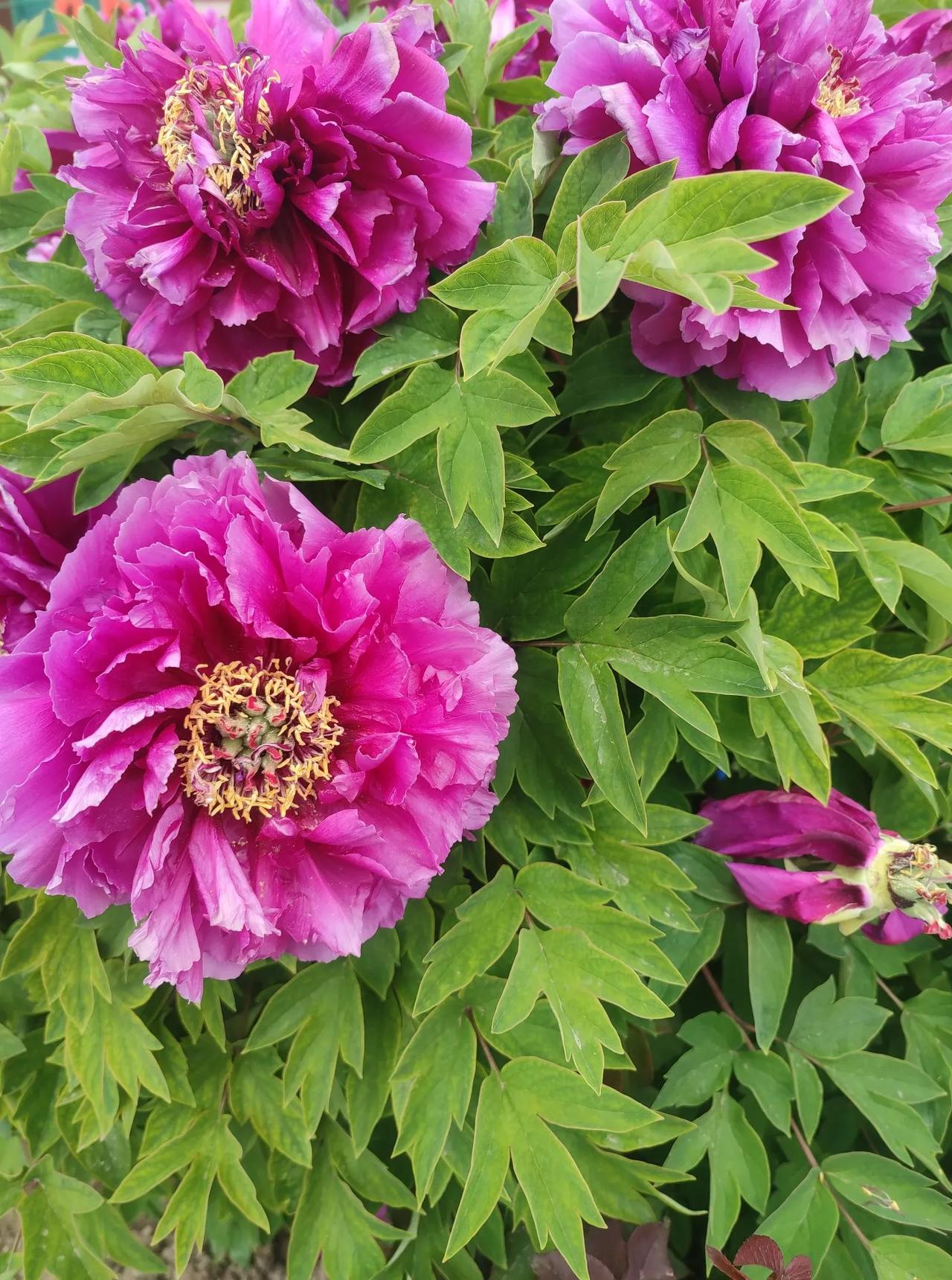 惊艳的紫色牡丹绽放，绿叶衬托更显娇艳！
惟有牡丹真国色，花开时节动京城。
牡丹国