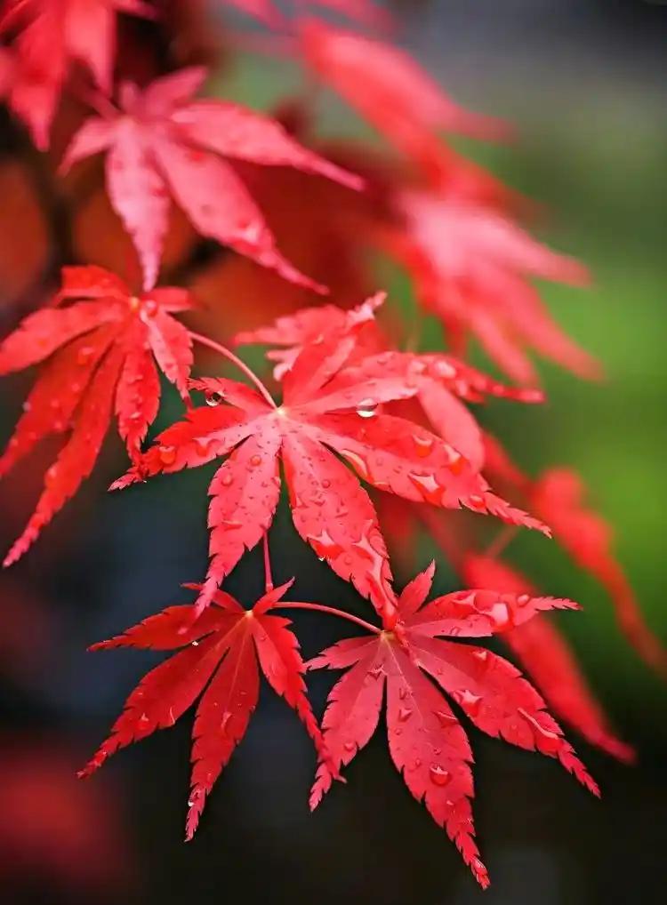 下联：瑟雨浸红枫。

（图片来自网络）