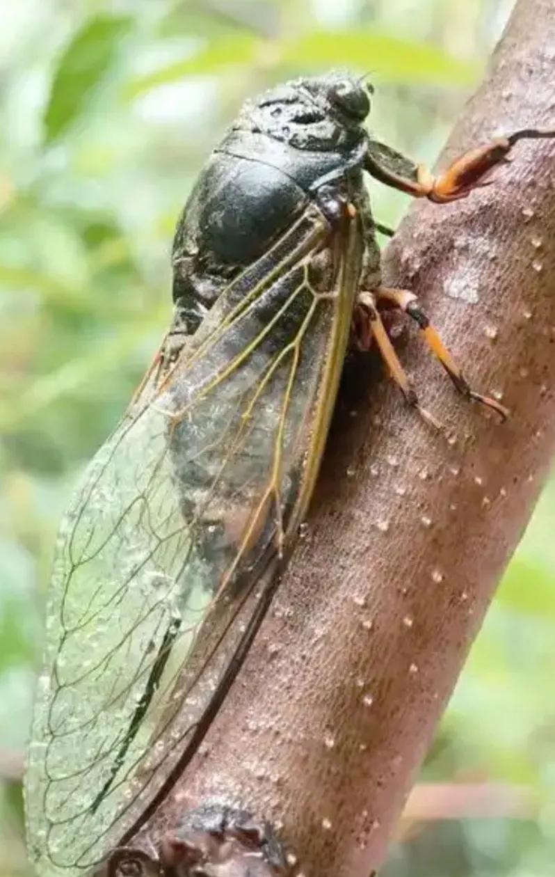 蠽嘹（知了），经历地下三年沉默；一朝破土而出，经过华丽蜕变转身，最终成为枝头上的