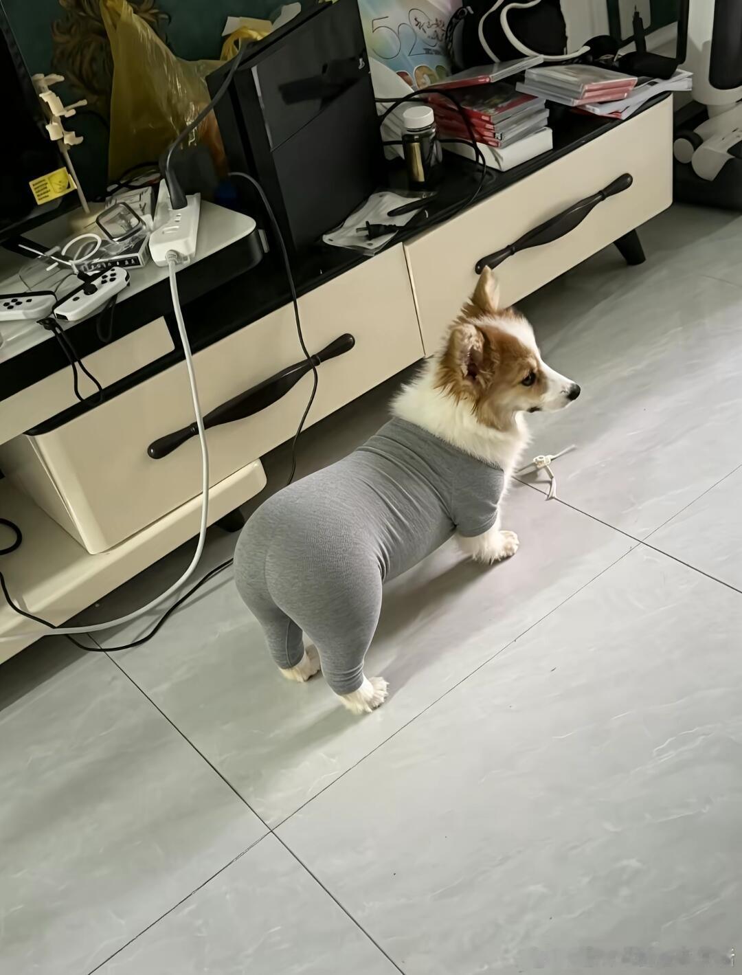 柯基：不是说狗生不会有这么多观众吗 