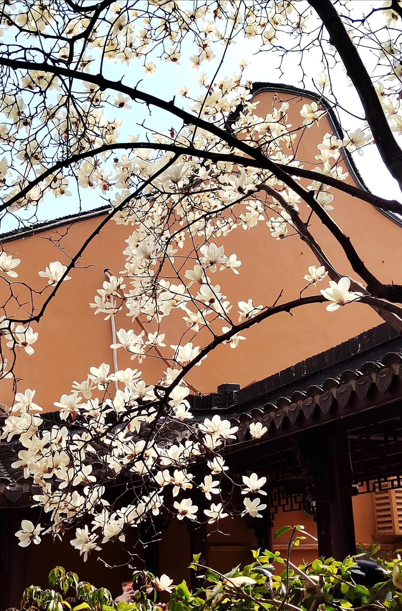 #记录我的2024#
上海龙华寺
佛光普照下的白玉兰。