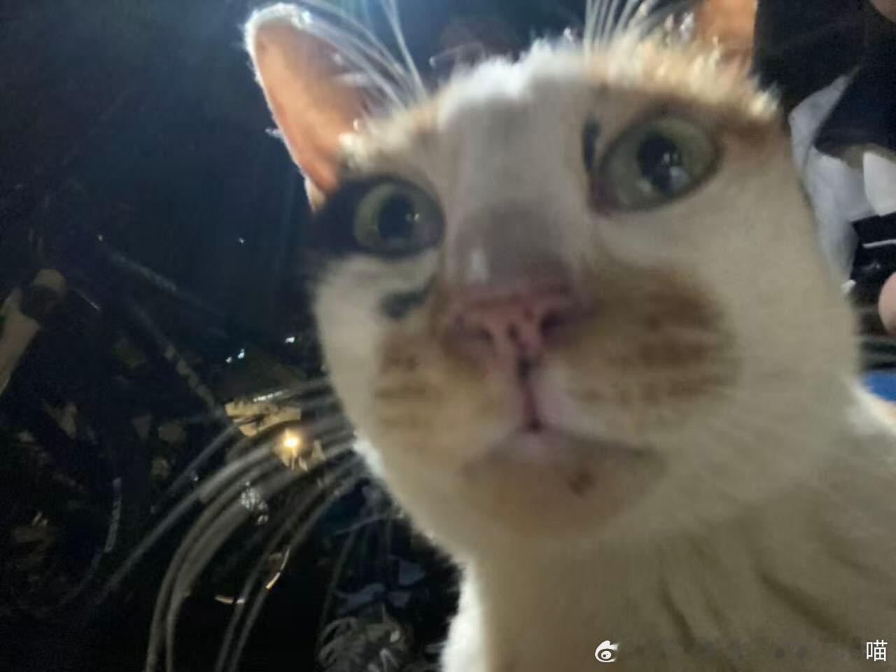 49556【丑猫】一丑丑两代 