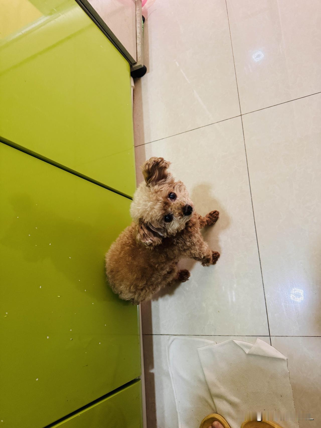 每天早上做饭的时候，我家的小狗＂贝贝＂就跟在我后面。

厨房本来就小，我在里面做