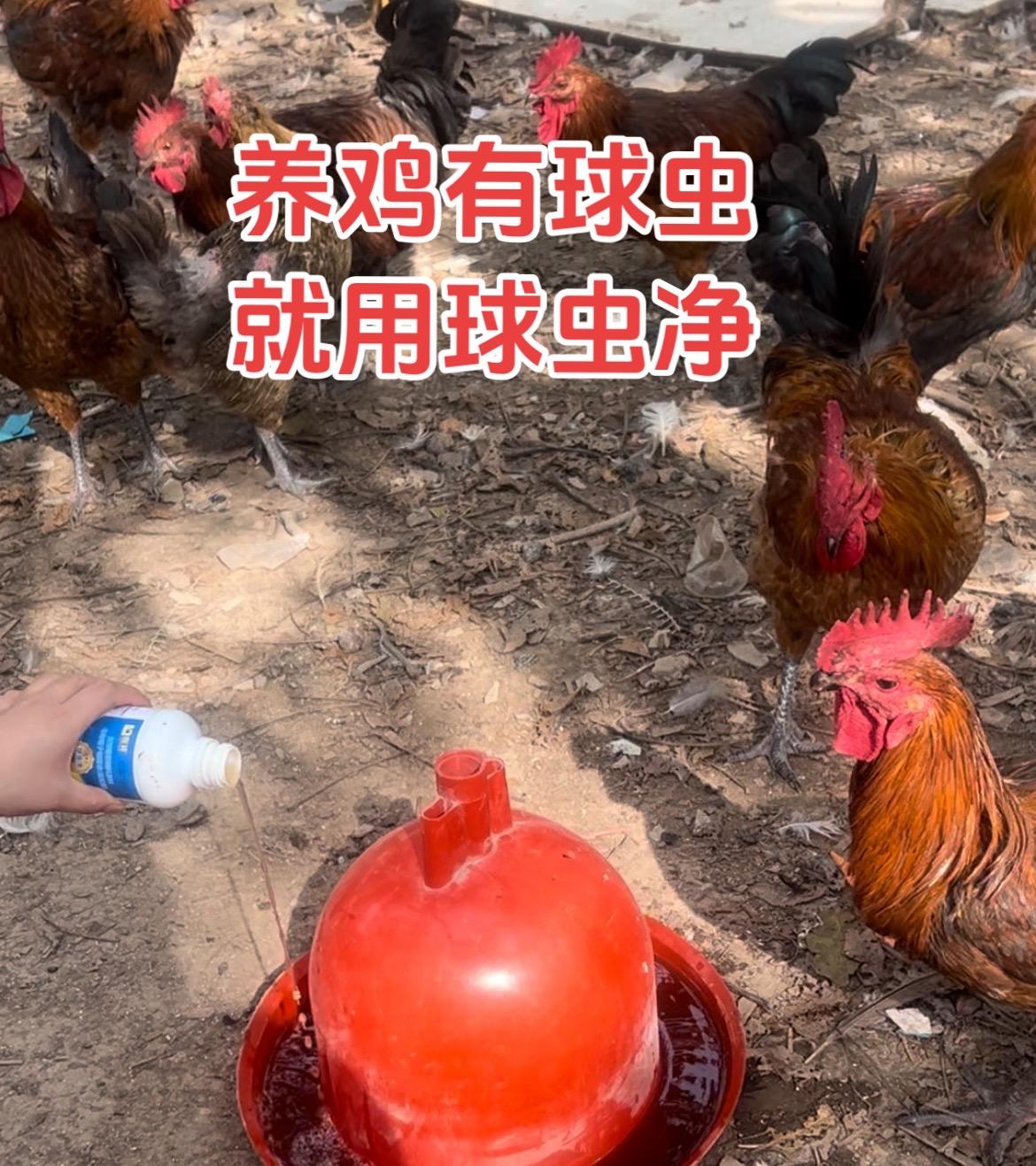 养鸡有球虫，就用球虫净生态散养土鸡 服务三农支持三农 抖音助农 抖音新农人
