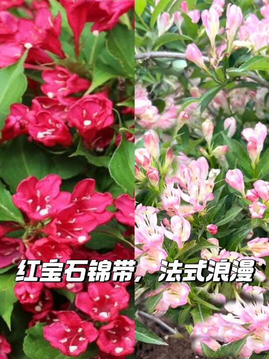 🌺红宝石锦带，花园里的高级感✨