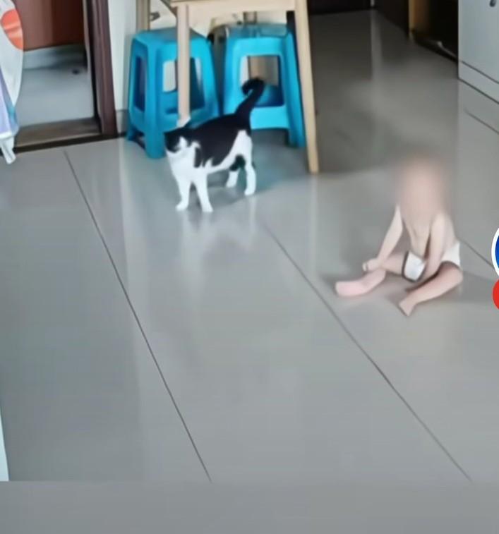 猫咪在家里兴奋的“蹦迪”，结果不慎把宝宝撞到了。
妈妈听到后赶紧跑过来抱起宝宝。