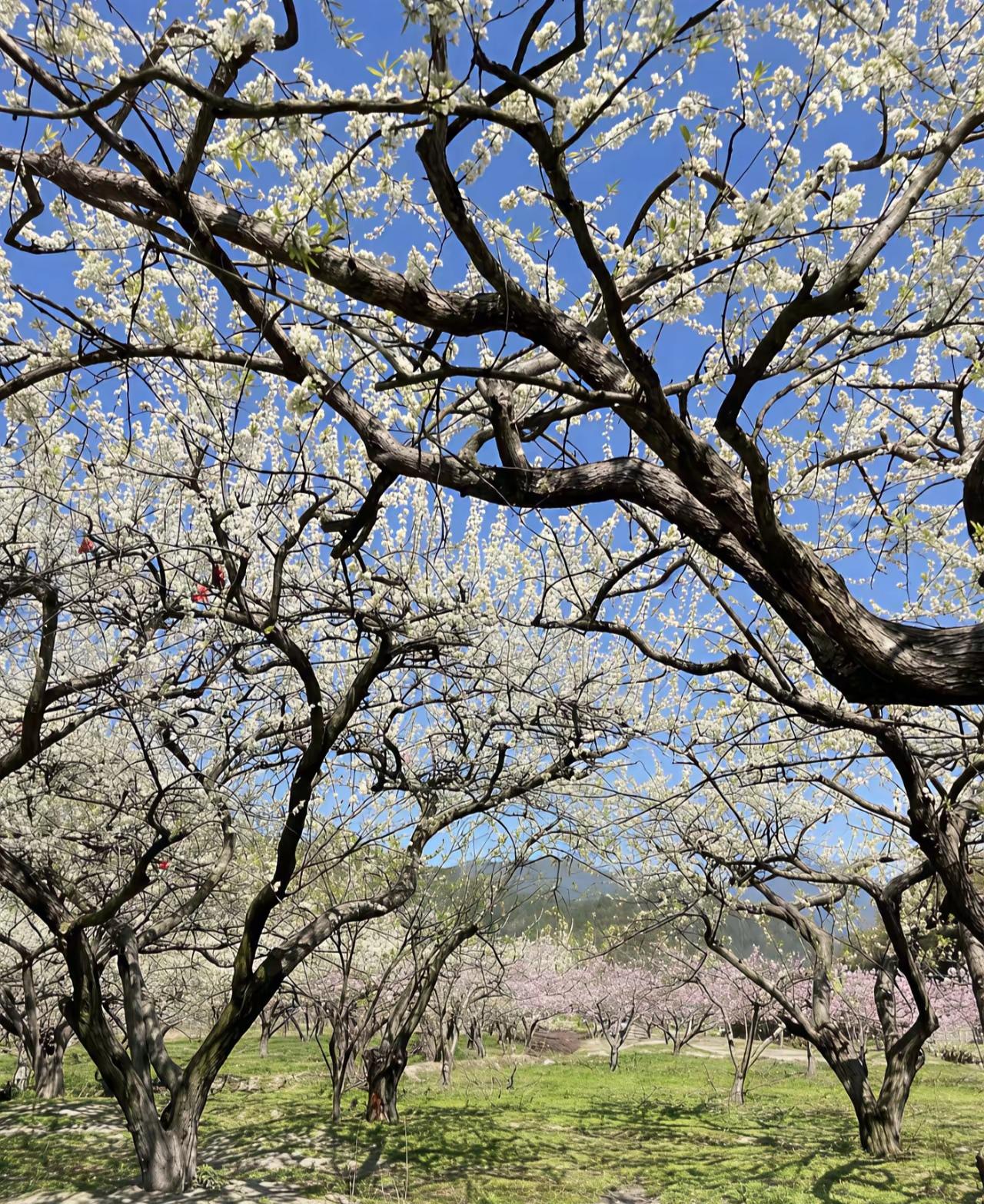 分享最美的花朵美景