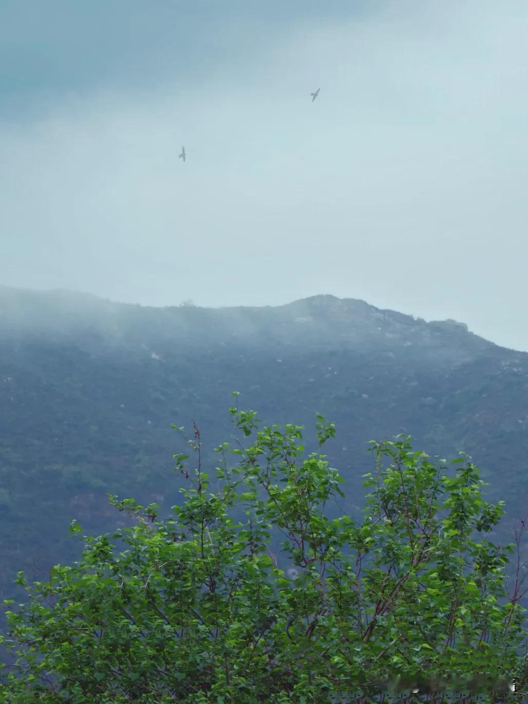 宝子们，今天被这山间云雾狠狠拿捏住了！

雨后初晴，云雾像轻纱般缭绕在山间。山峰