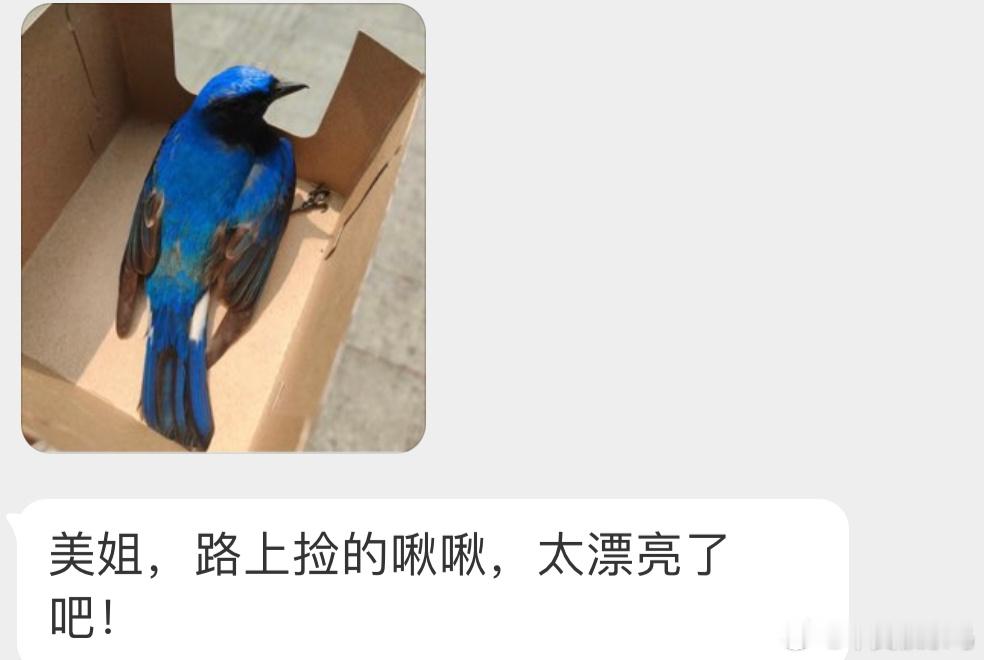 漂漂亮亮的【白腹蓝姬鹟】让它休息会自己飞走就好 ​​​