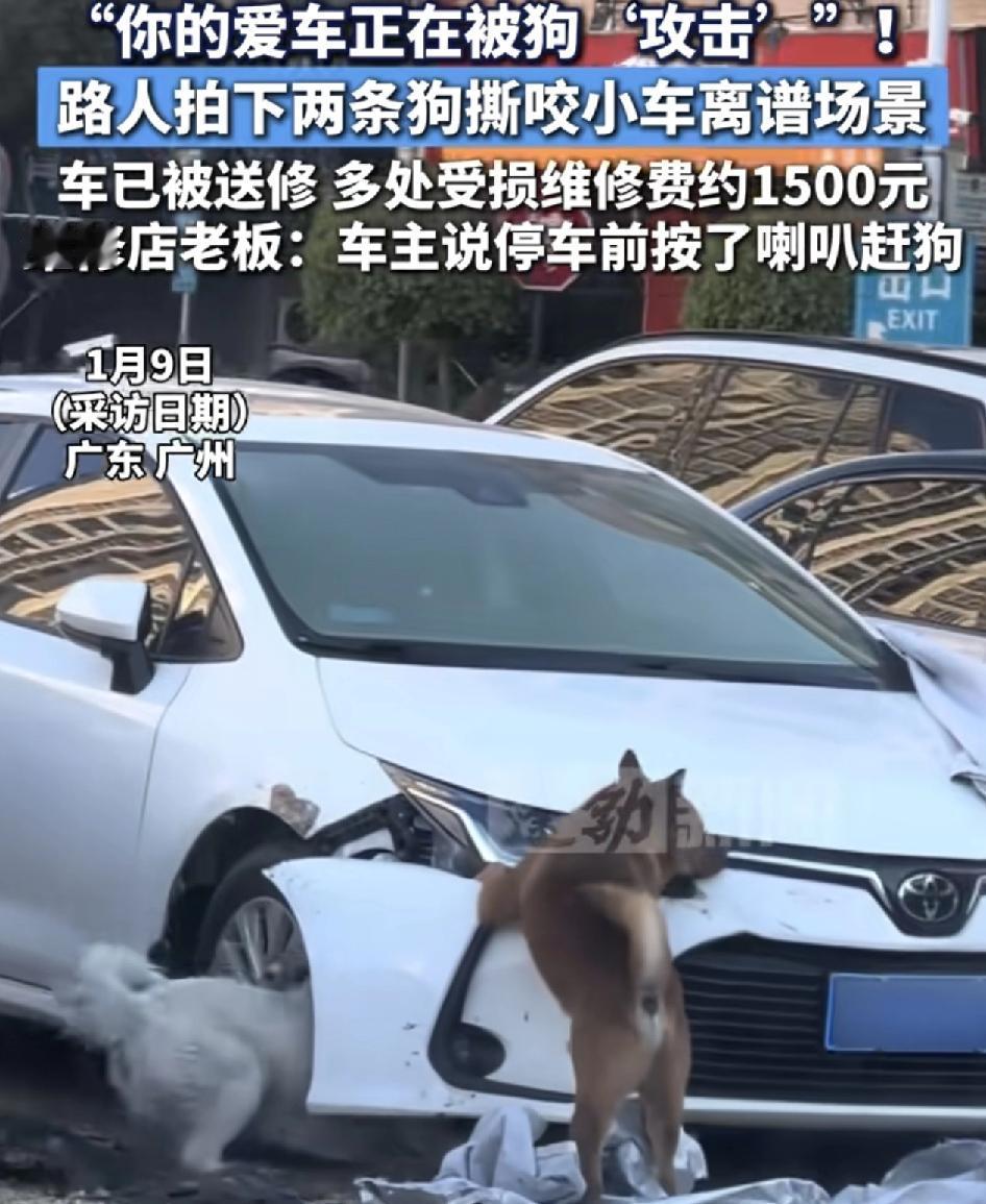 广东广州一位路人拍下了两条狗在撕咬一辆小车的情景。据车主说，自己开车的时候，前面