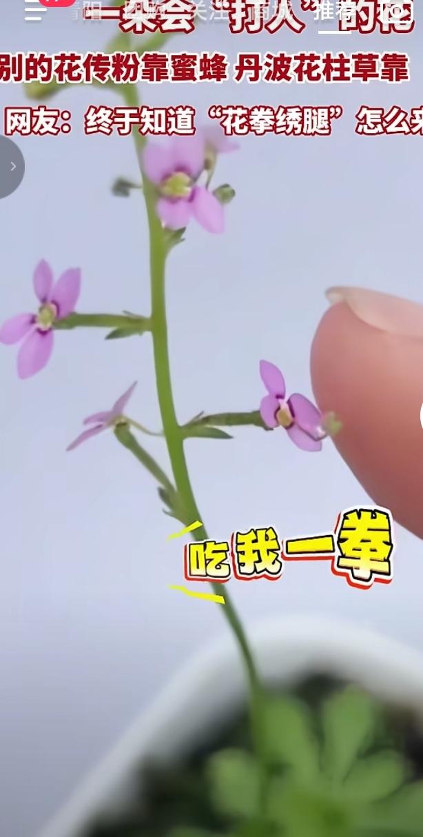 这株名叫丹波花柱草的小花在网上火出圈，被网友戏称是会“打人”的花。普通花朵依靠蜜