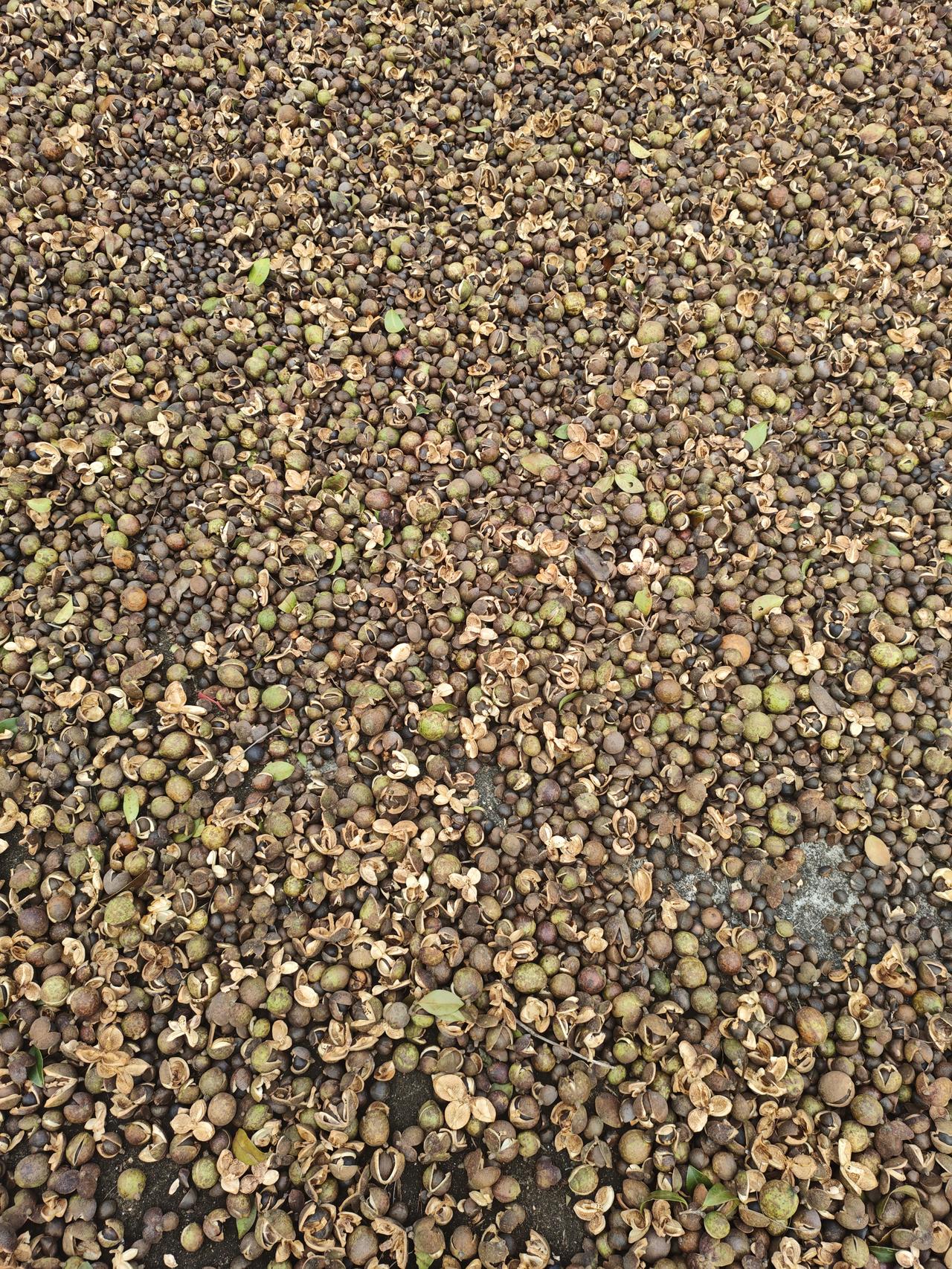 秋日生活打卡季茶子