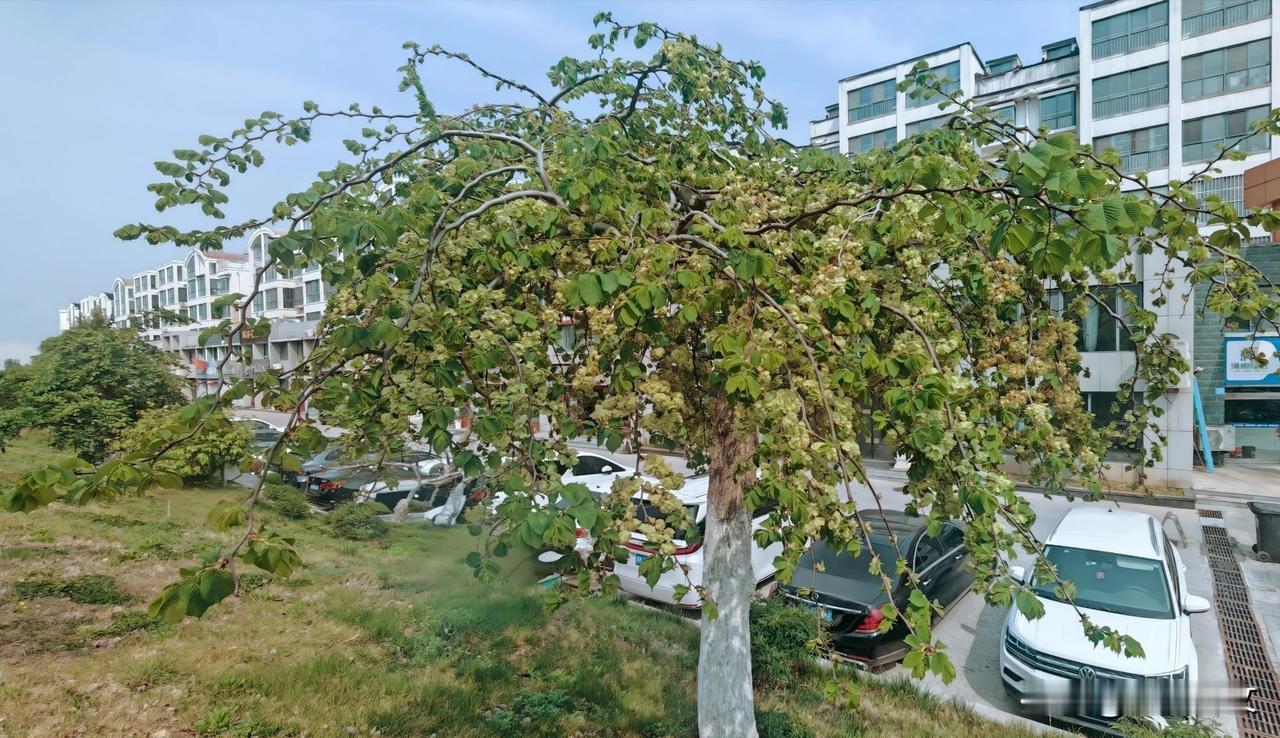 晒图笔记大赛这是一棵大果榆，别名黄榆、山榆、柳榆、毛榆、蒙古黄榆。它是榆科榆属落