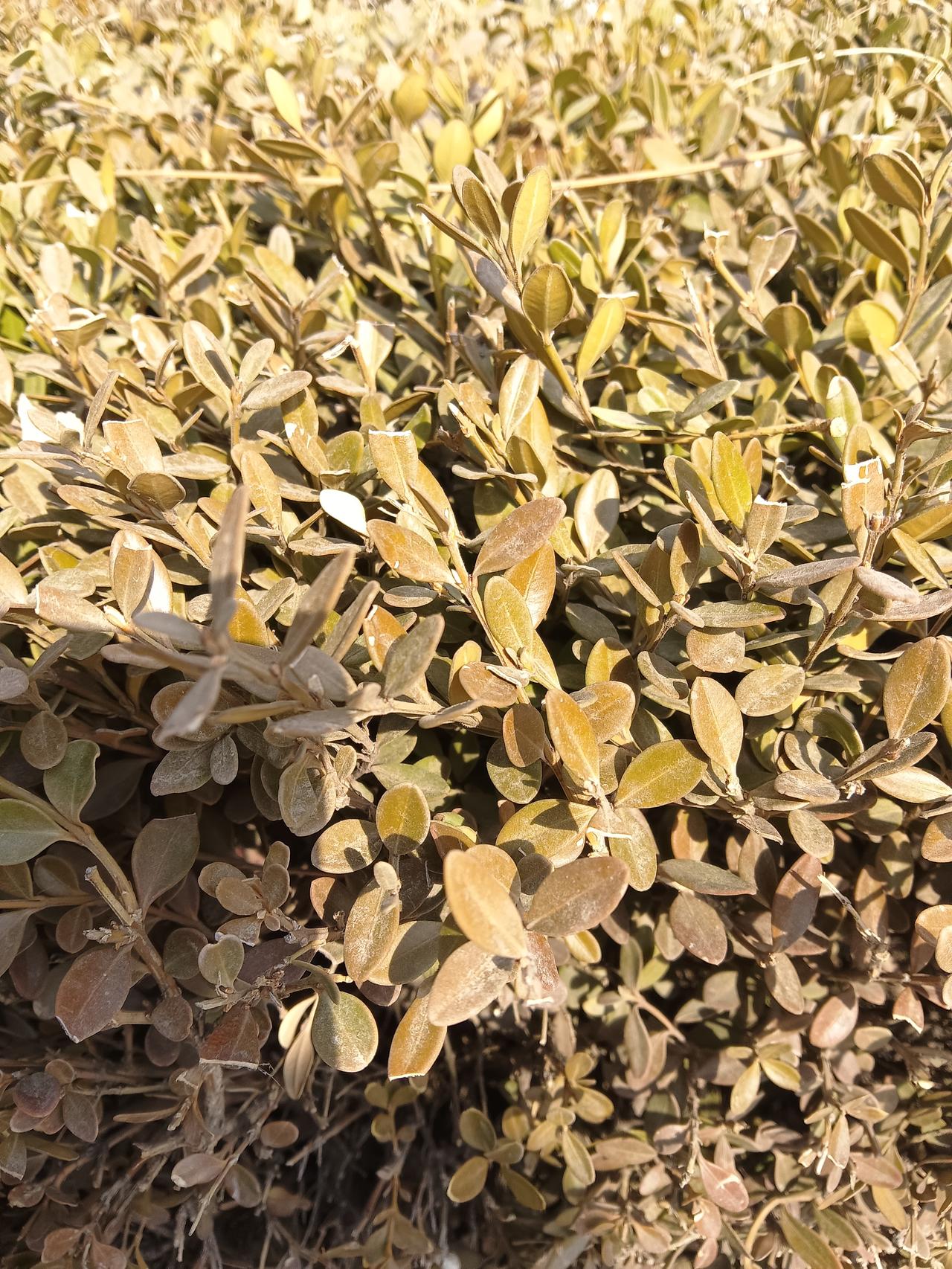 秋日暖阳下的灌木丛，金黄与棕色交织，自然之美尽显。