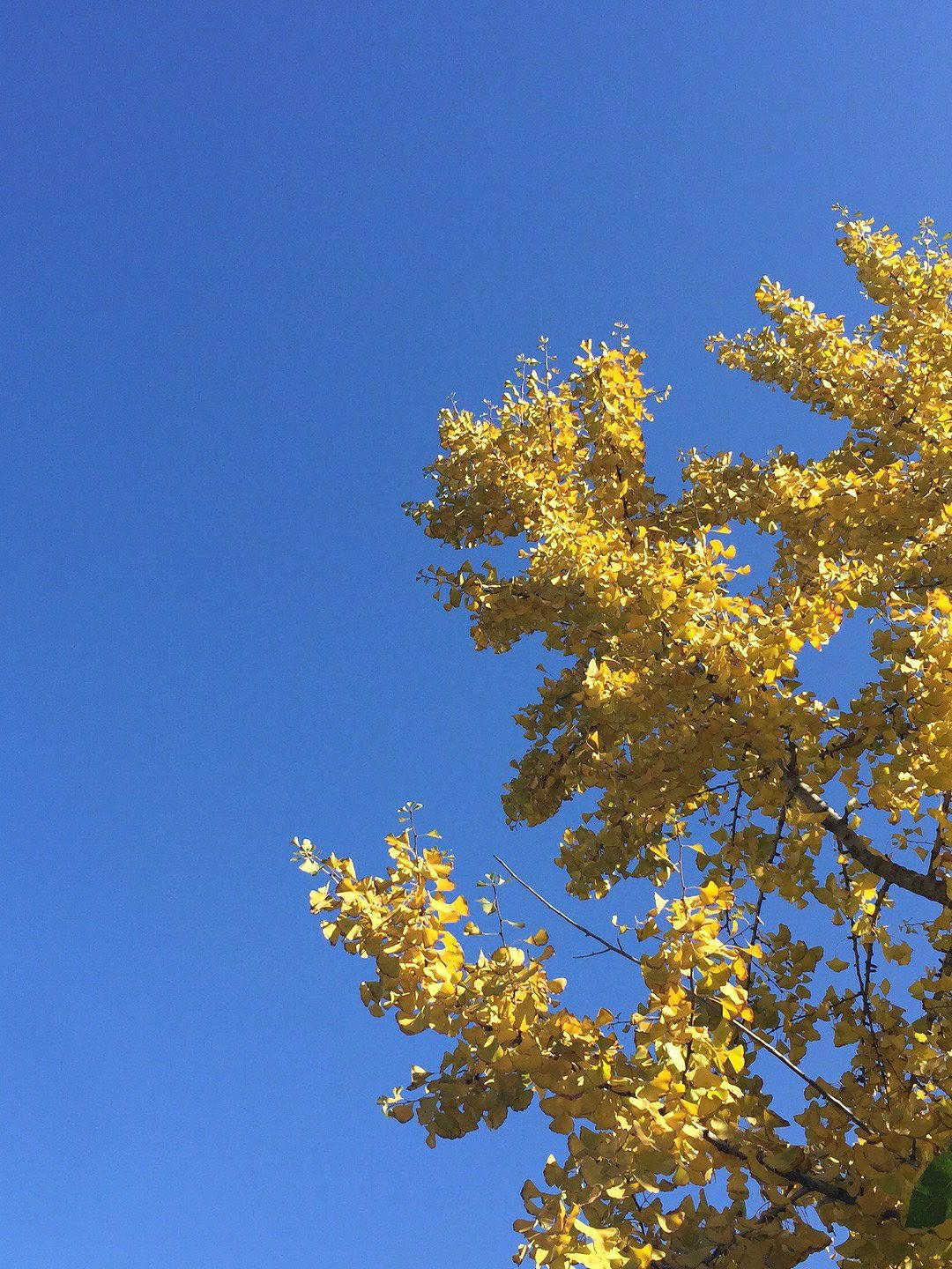 冬寒，金叶暖。