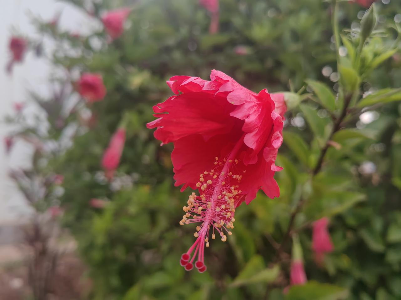 凤凰花与三角梅，皆是特色鲜明的花卉。凤凰花色泽火红，宛如燃烧的烈焰，每年花期一至