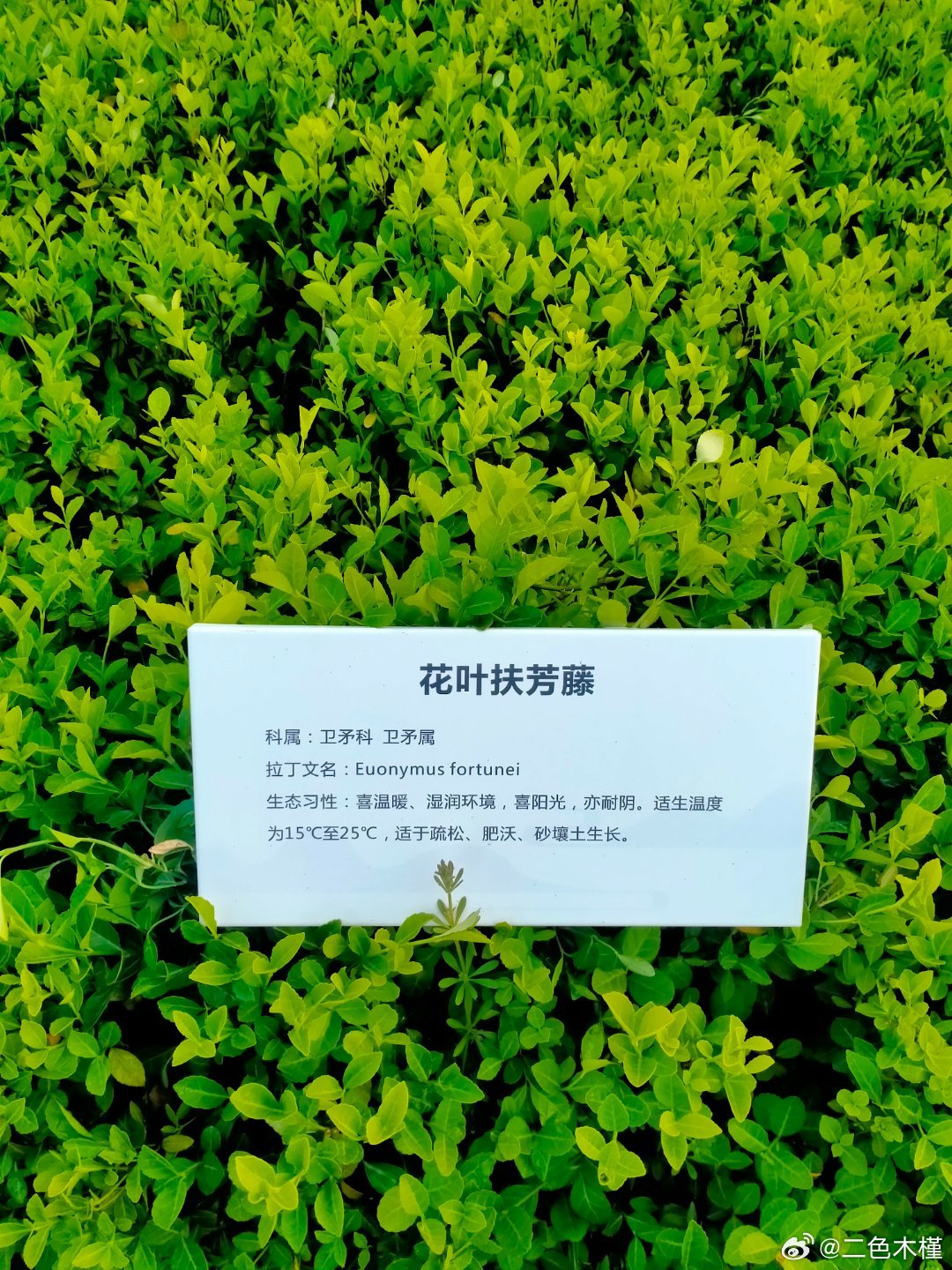 小公园散步，这花花草草名字很可以 ​​​