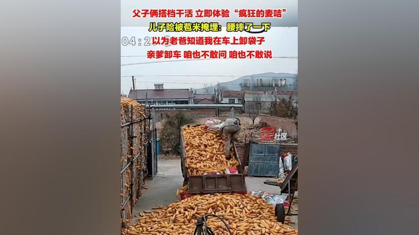秋收版“疯狂麦咭”现场：父子搭伙卸玉米，儿子蹲车斗里埋头干活，老爹只管闷头卸粮，